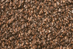 Natuflex Droogloopmat - 80x50cm - Donker Bruin - Deurmat -Huiselijk Leven natuflex droogloopmat donker bruin deurmat 3